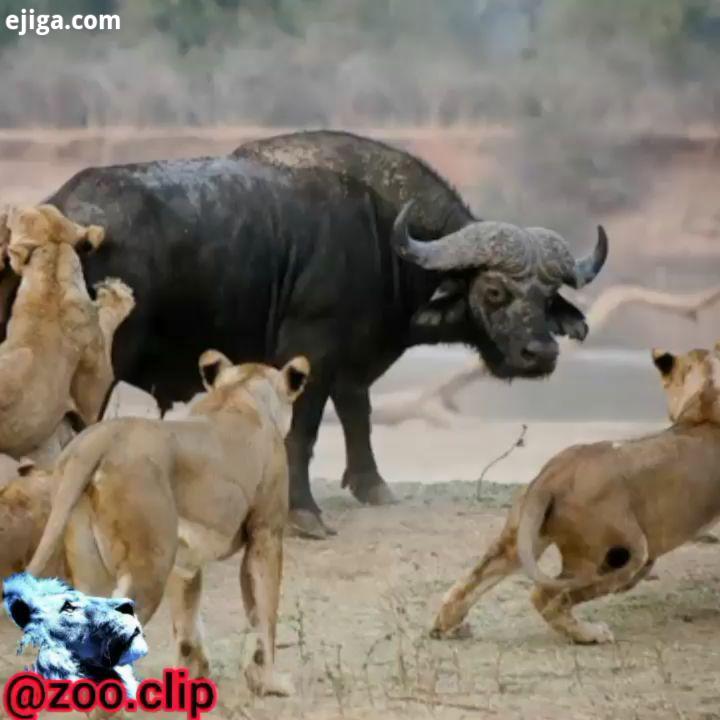 شکار گوساله جلوی چشم مادرش توسط شیر بی رحم بزرگترین جذاب ترین پیج حیات وحش حیات وحش آفریقا حیاتوحش