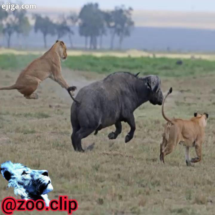 محاصره شکار بوفالوی تنها توسط سه تا شیر نر گردن کلفت بزرگترین جذاب ترین پیج حیات وحش lions lion