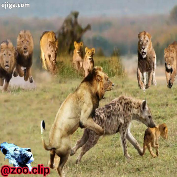 ترس فرار کفتارها وقتی که حضور شیرها در منطقه رو احساس می کنند بزرگترین جذاب ترین پیج حیات وحش را