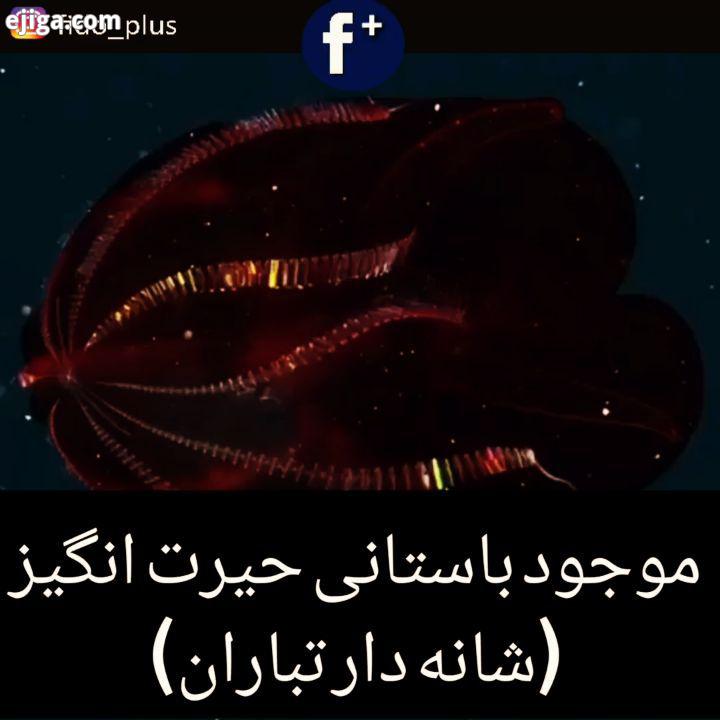 شانه دارتباران یا شانه داران یا تینوفورها شاخه ای از جانوران هستند که در دریاهای سراسر جهان زندگی می