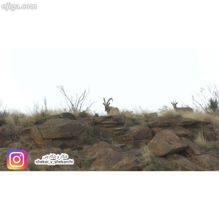 شکار پازن ibex hunting بزوپازن بز پازن کل شکارچی شکاروشکارچی شکار حیوانات حیوانات وحشی حیوان کوه کل