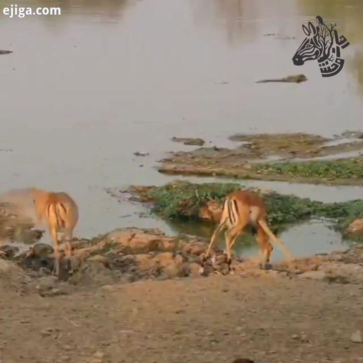 داستان همیشگی خوردن آب کنار رودخانه ایمپالا قسر در رفت، عجب جهشی...Crocodile attacks drinking impala
