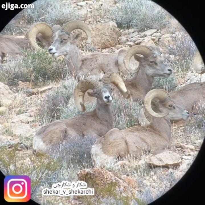 Bighorn بیگورن ها روزانه هستند آنها موجوداتی بسیار اجتماعی هستند ، گاهی اوقات گله هایی تا 100 را تشک