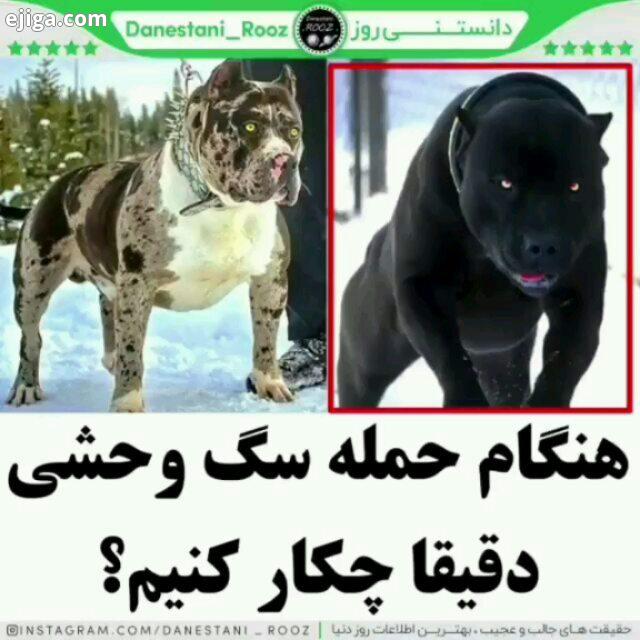 اگر حیوانی حمله کرد چکار کنیم گوینده :