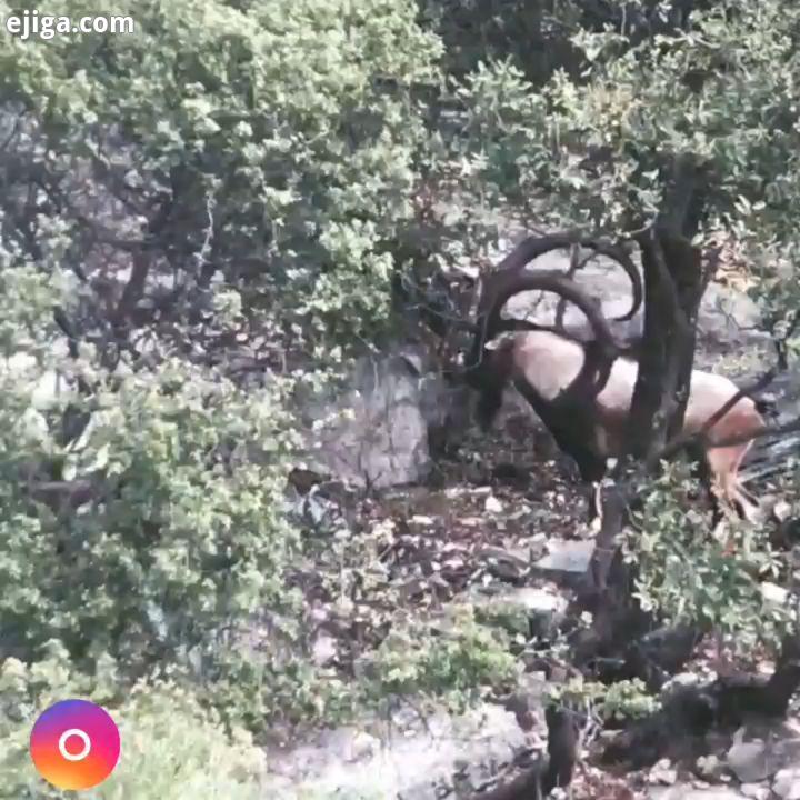 تیراندازی ناموفق Bezoar ibex BEZOAR ibex wildlife بزور کل ترکیه کل پازن بز کل وحشی کل کوهی پازن کوهی