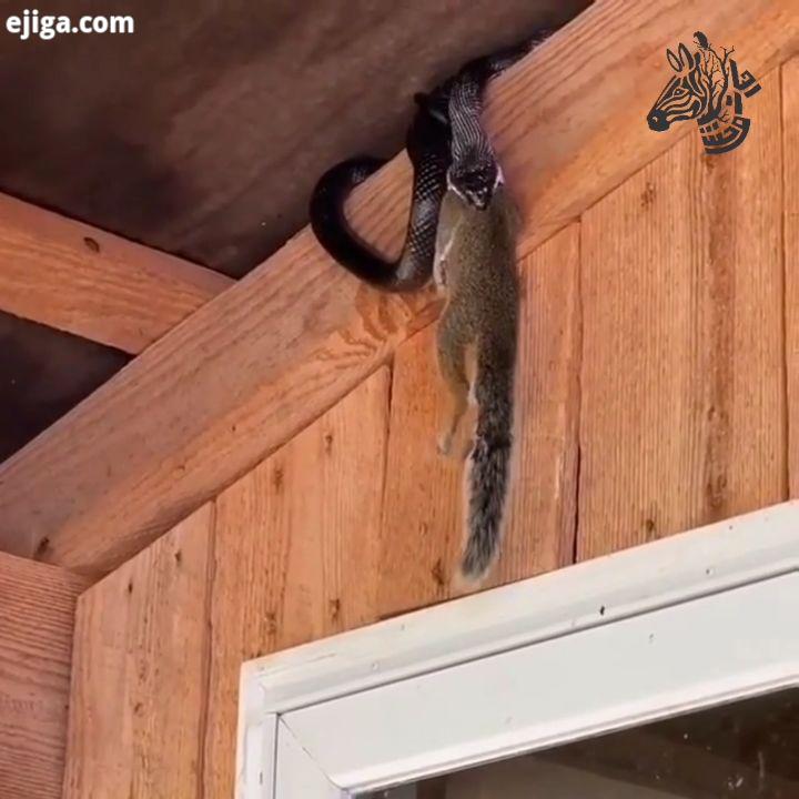 شکار سنجاب بزرگ توسط مار سیاه یجورایی جاذبه رو هم شوخی گرفته...Black snake defying gravity and consu