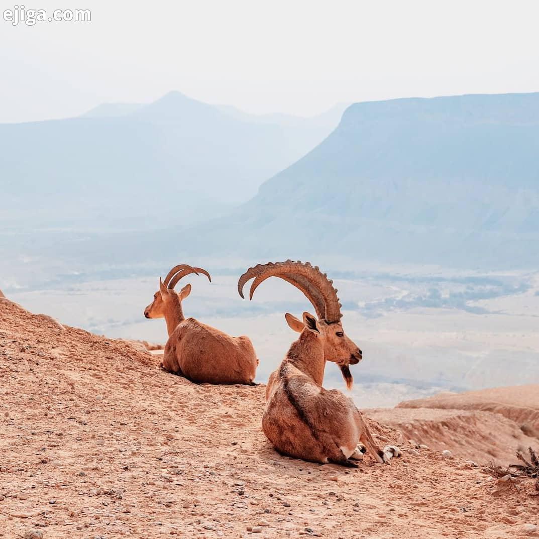 Nubian ibex کل بزهای نوبیا تنها گونه ای هستن که برای زندگی در مناطق گرم خشک جهان سازگار است پوست