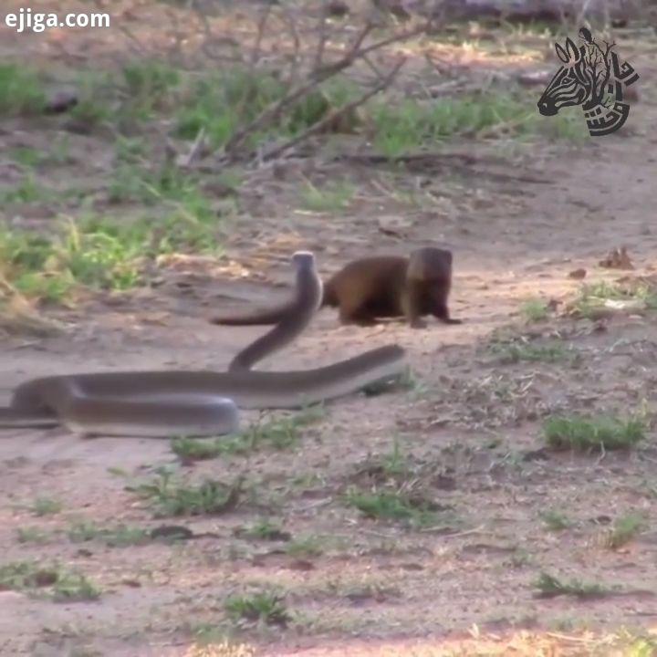 یک مانگوس کوتوله شجاع به مامبا سیاه حمله می کند...brave dwarf mongoose attacks black mamba : Brett