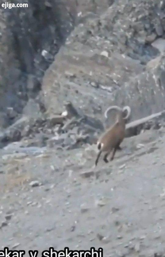 بز کوهی داغستانی بومی داغستان نقاط همجوار شرق قفقاز است این حیوان در مناطق مرتفع سخت گذر کوهستان