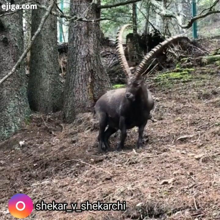 ALPINE IBEX کل بزهای آلپاین بسیار اجتماعی ارتباطی هستند ماده ها در یک سیستم سلسله مراتبی زندگی