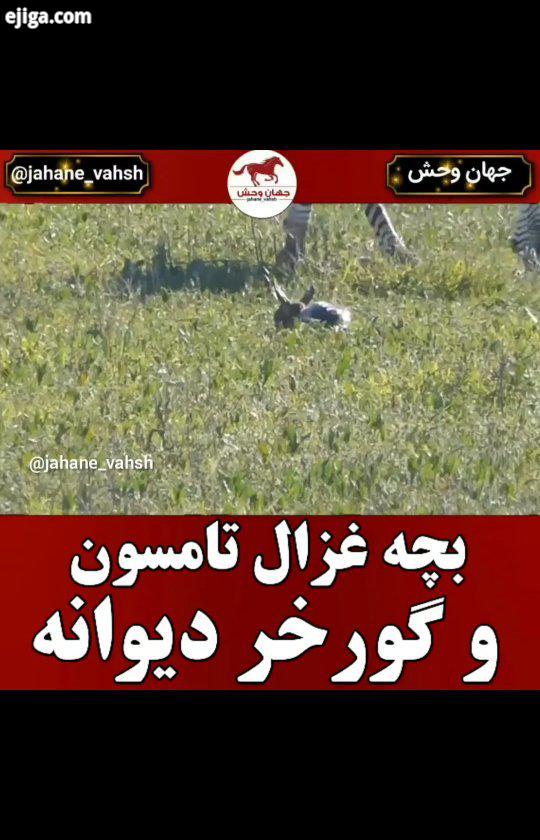 .آهوی تامسون یا غزال تامسون یکی از مشهورترین غزال ها است نام آن از جوزف تامسون گرفته شده است شمار بی