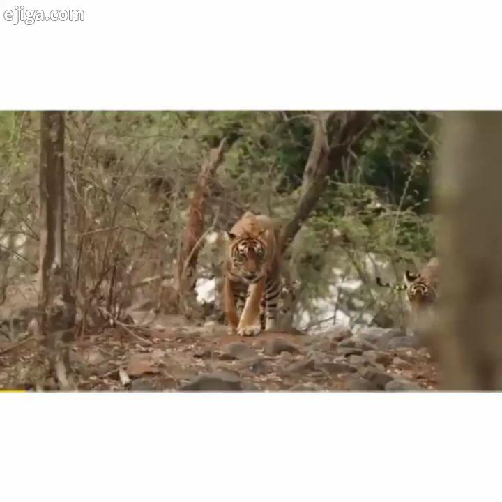 شکار گوزن توسط ببر wildlife nature nationalgeographic natgeo lion leopard tiger snowleopard cheetah
