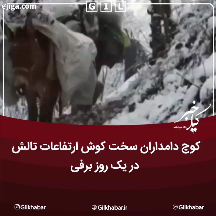 .کوچ دامداران سخت کوش ارتفاعات تالش در یک روز برفی...به گیل خبر بپیوندید اینستاگرام گیل خبر گیلخبر