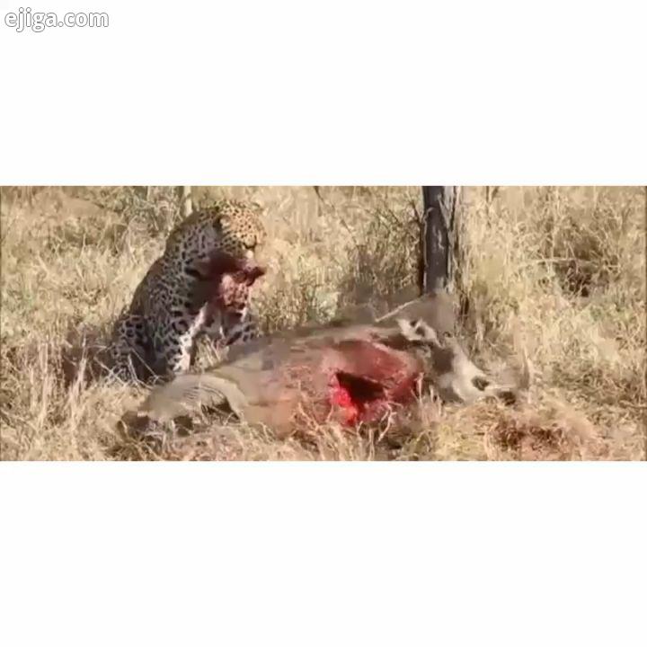 زنده خوردن گراز وحشی توسط پلنگ ناله های دردناک گراز Leopard پلنگ Hog گراز Lion شیر Tiger ببر Cheet