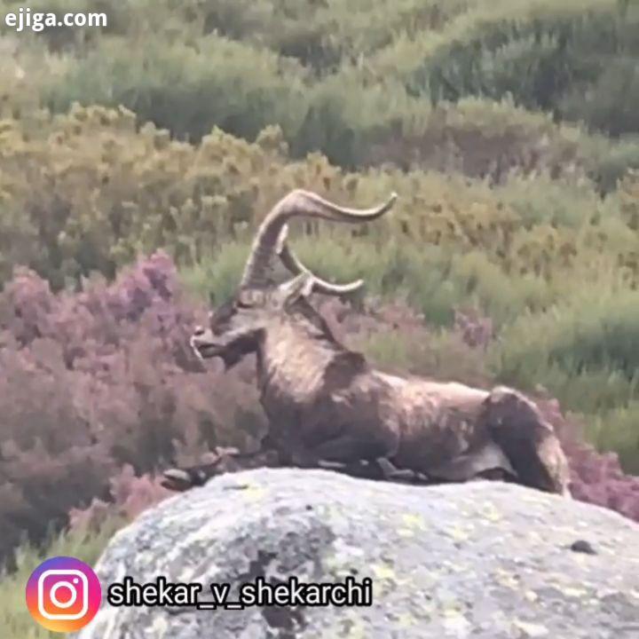 Gredos Ibex Spain این گونه در سیستم مرکزی غربی کوه های اسپانیا زندگی می کند نرهای بالغ آن به 100