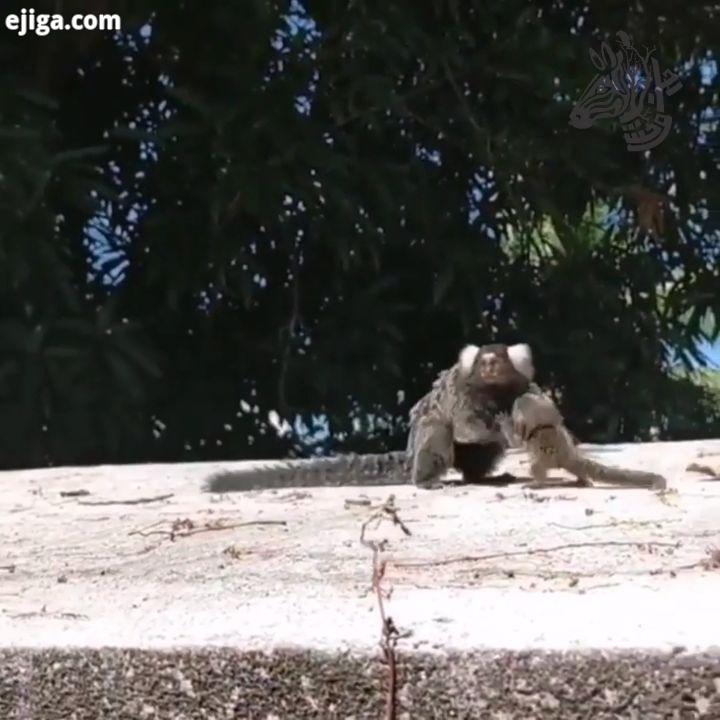 نجات بچه شیر تامارین تامارین یه گونه میمون هست...Baby Lion Tamarin returned to his mommy..خرس پاندا