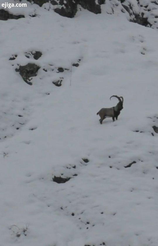 شکار کل در ترکیه SIBERIAN IBEX siberian siberia ibex Himalayan ibex شکارچی شکاروشکارچی شکار تیرانداز
