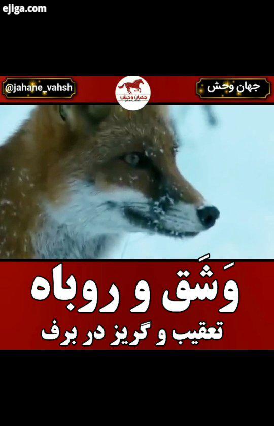 .وشق روباه جهان وحش حیات وحش رازبقا محیط زیست حیوانات جانواران باغ وحش دوستداران حیوانات حیوانات