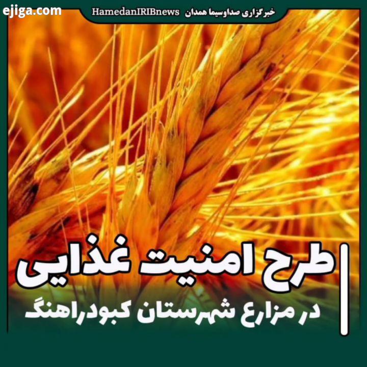 کبودراهنگ طرح امنیت غذایی سیمیت در مزارع شهرستان کبودراهنگ توسط جهادکشاورزی انجام میشود در این طرح