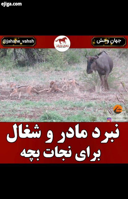 .غال به سه گونه دارد : شغال پشت سیاه شغال پهلونواری که هر دو در آفریقای جنوبی زندگی می کنند خو