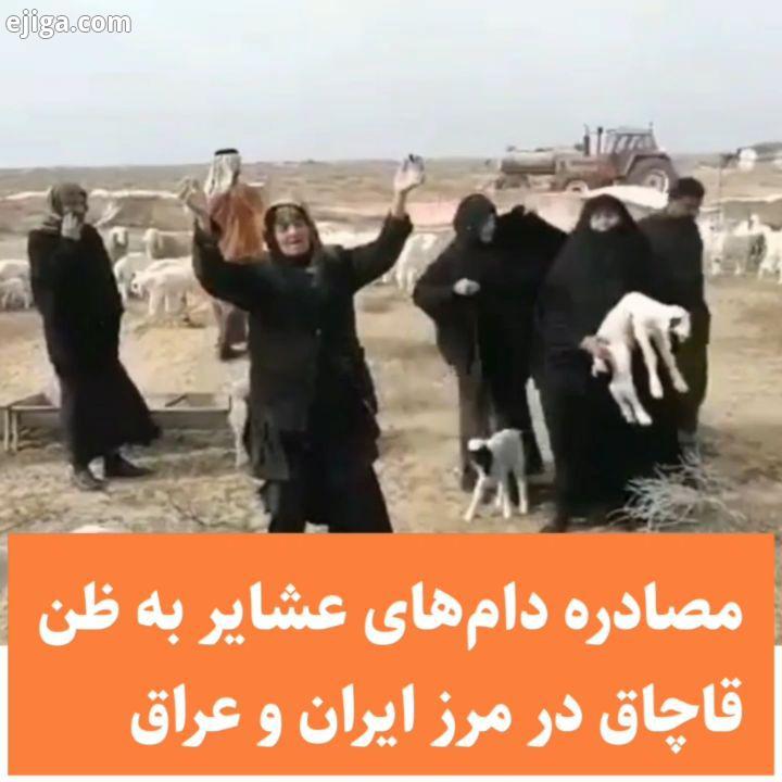 مصادره دام های عشایر به ظن قاچاق توسط مرزبانی در مرز ایران عراق ویدئوی رسیده به عصرجنوب نشان می
