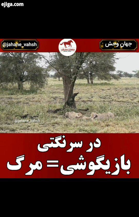 .پارک ملی سرنگتی در شمال تانزانیا قرار دارد یکی از مقاصد کلاسیک سافاری آفریقا به شمار می رود این