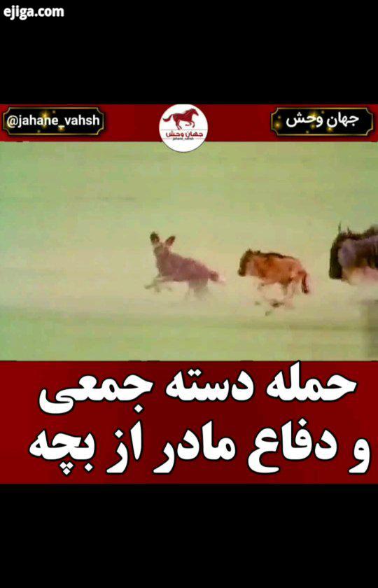 .سگ وحشی آفریقایی سگ سانی است که با نام های سگ رنگ آمیزی شده سگ شکاری دماغه نیز شناخته می شود تن