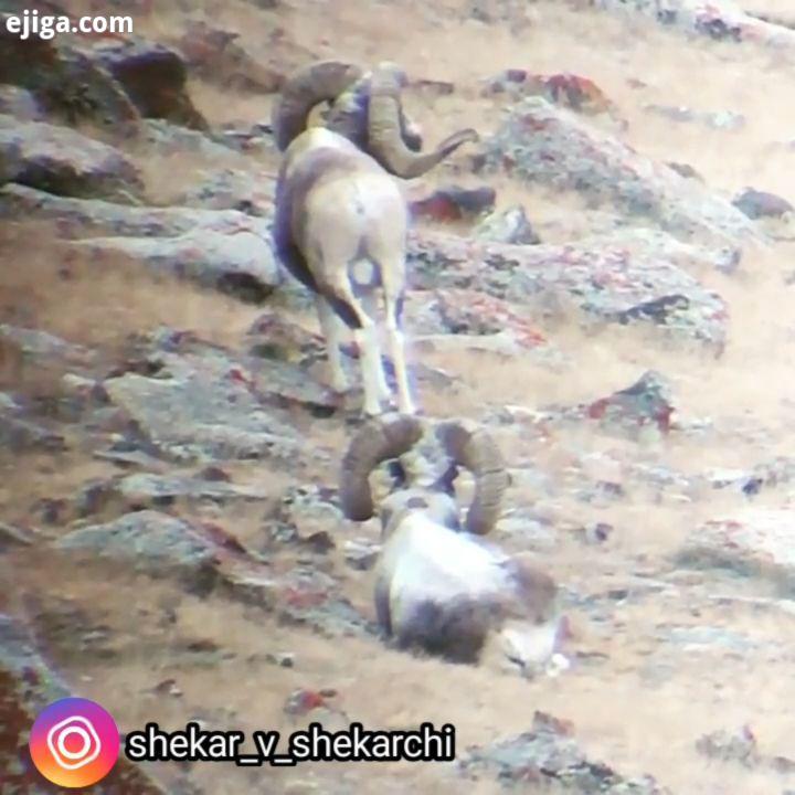 Altai argali آلتای آرگالی ساکن منطقه کوهستانی آلتای مرتفع مغولستان غربی جنوب غربی میباشد که یکی از