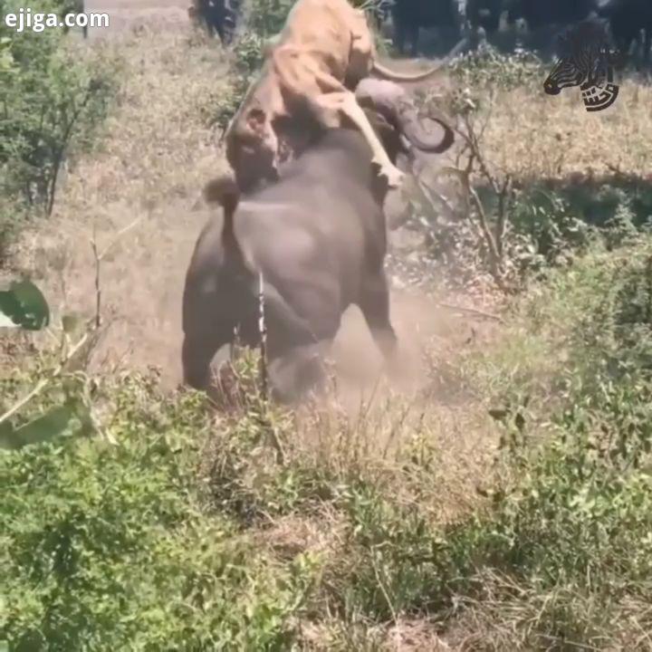 حمله بوفالو به شیر ماده در حال استراحت خواب...Buffalo flips sleeping lion.:.خرس پاندا سگ طبیعتگ