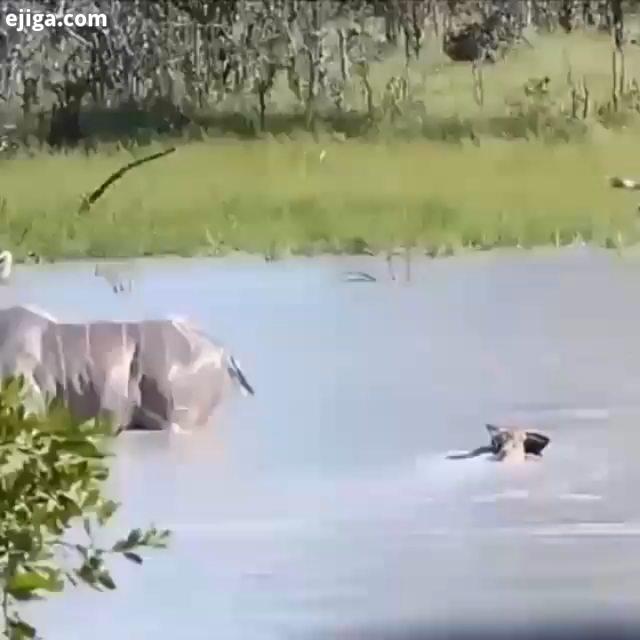 گوزن یک گله سگ وحشی بهترینها تقدیم به شما فالوووو کن به پیج خودتون به پیوندین نظراتتون برامون مه