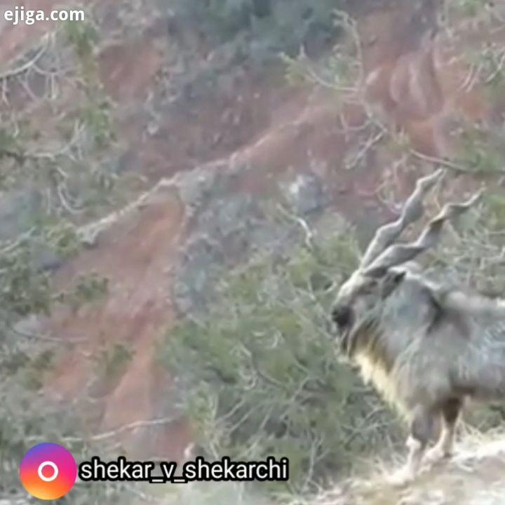 Sulaiman Markhor مارخور با قد شانه تا 115 سانتی متر وزن بدن تا 110 کیلوگرم از بزرگترین گونه های بز