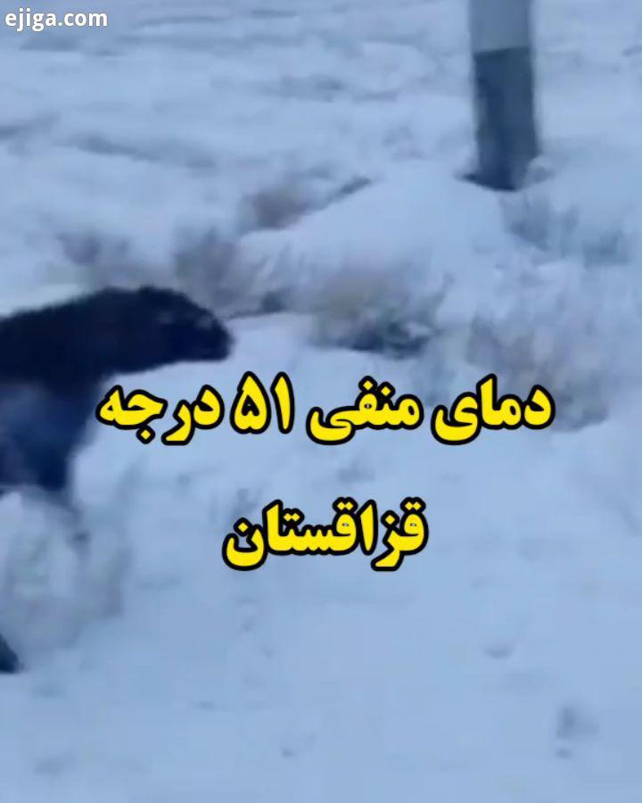 دمای هوای قزاقستان به منفی درجه رسیده حیوانات ایستاده یخ زدن..شهروند خبرنگار ما باشید عکسها تصاویر