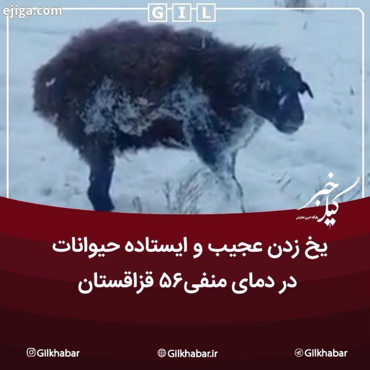 .یخ زدن عجیب ایستاده حیوانات در دمای منفی قزاقستان تصاویری عجیب از یخ زدن حیوانات در سرمای قزاقستا