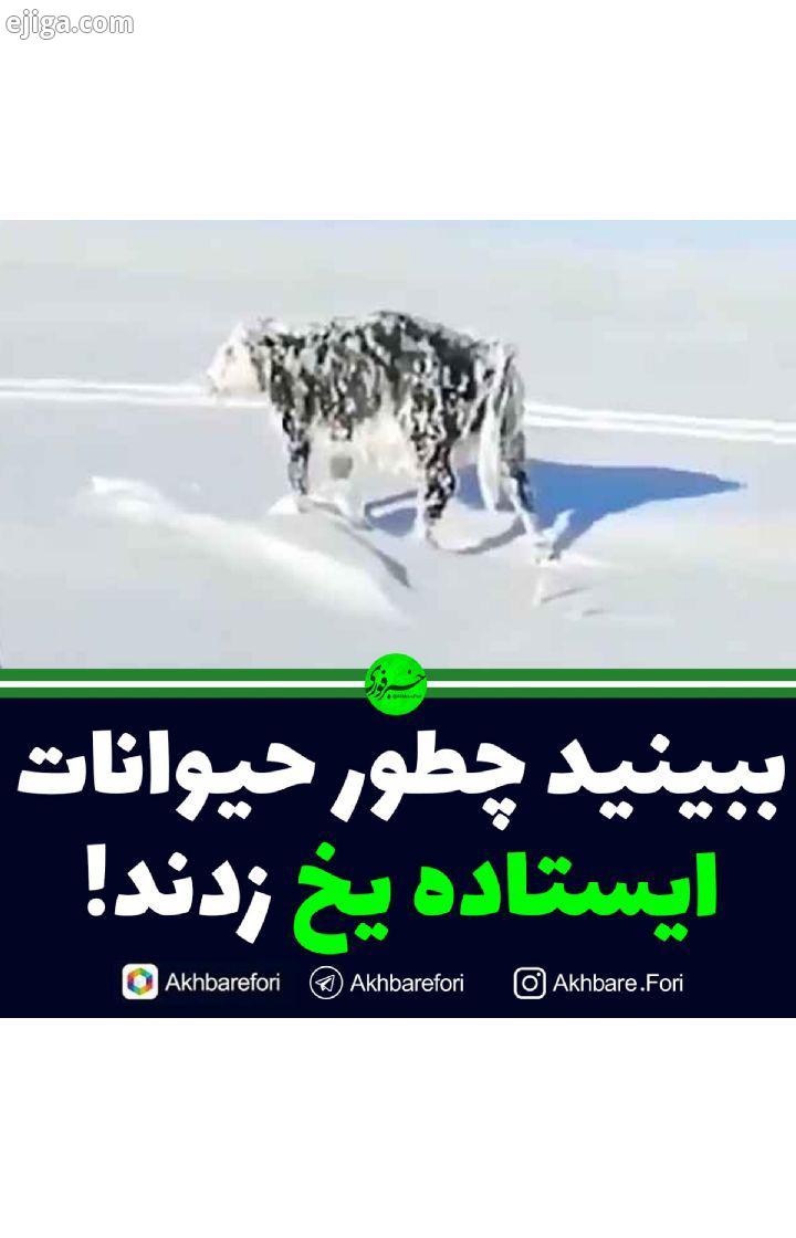 گفته می شود این تصاویر عجیب مربوط است به سرمای قزاقستان پیج اصلی ما