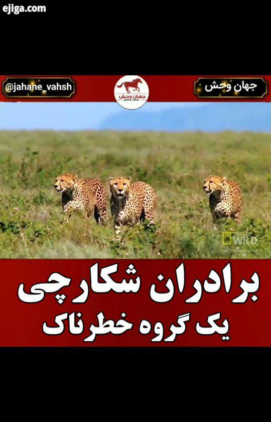 .هیچ دو یوزپلنگی را نمی توان یافت که خال های روی بدن یا صورتشان یکسان باشد در حقیقت یکی از راه های