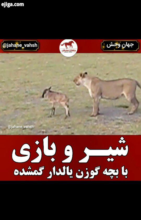 .پارک ملی سرنگتی در شمال تانزانیا قرار دارد یکی از مقاصد کلاسیک سافاری آفریقا به شمار می رود این