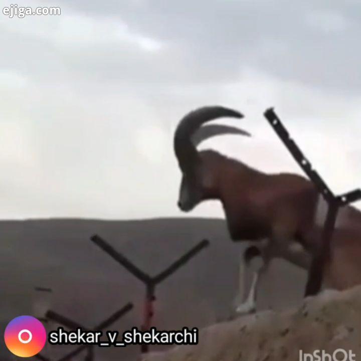 قوچ میش اراک برای حمایت از ما بگذارید mouflon wildlife sheep شکار شکاروشکارچی شکاری شکارچی