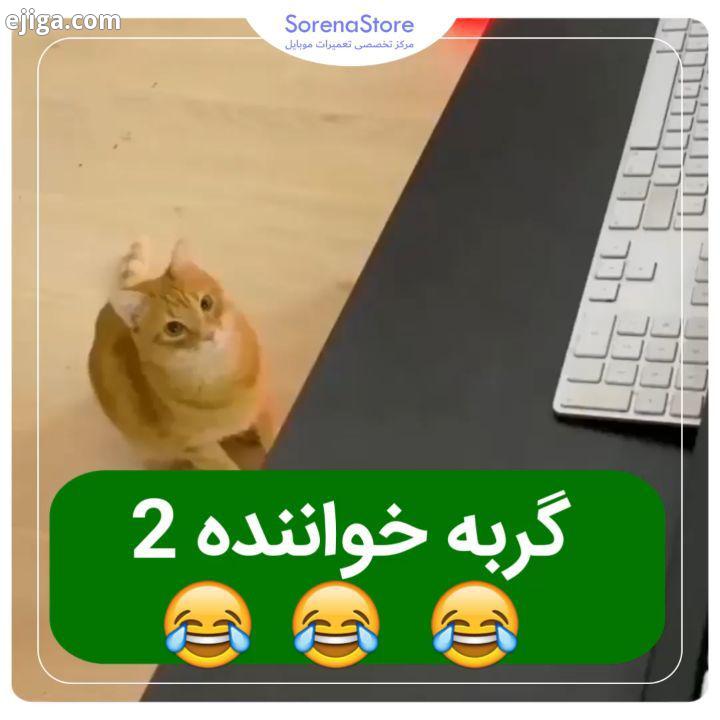 گربه هنرمند music piano guitar producer funny funnyvideos گربه گربه هنرمند گربه خواننده موزیک موسی