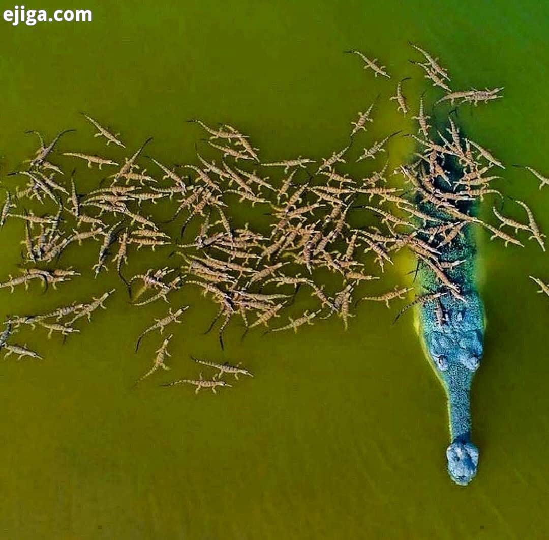 عکس خانوادگی...Photographer خرس پاندا سگ طبیعتگردی طبیعت حیات وحش آفریقا حمایت از حیوانات کانگورو