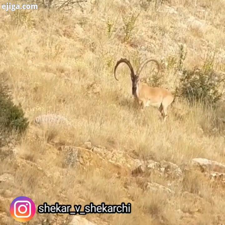 نظرتان راجب این هیولا چیه برای حمایت از ما بگذارید bighorn wildlife sheep شکار شکاروشکارچی شکا