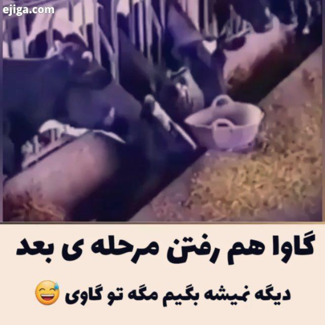 پشمام ،برگام ،پرهام ،شهرام همه چی با هم ریخت??????nn حیوانات حیوانات خانگی حیوانات اهلی کلییپ باحال