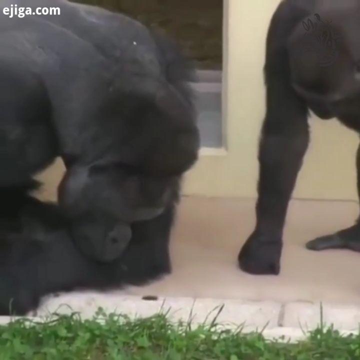 این دوتا گوریل فوق العاده هستن، تعجب کردن از دیدن کرم ابریشم ????...GoRiLlA bRutAlLy mUrDeRs aN iNoC