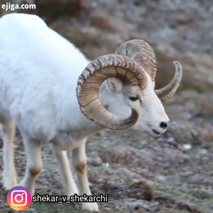 تین هورن ، گوسفندی است از آمریکای شمالی با اندازه متوسط ، دارای بدنی تنومند شاخ های کاملاً برآمده قه