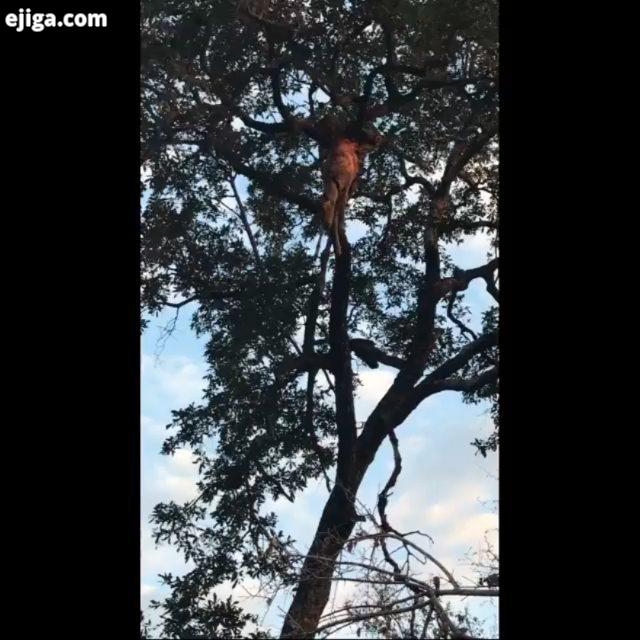پلنگ شکار خودشو به بالای درخت می بره که ? mostanad hunt مستند شکار شکارچیان شیر ببر پلنگ یوز پلنگ گر