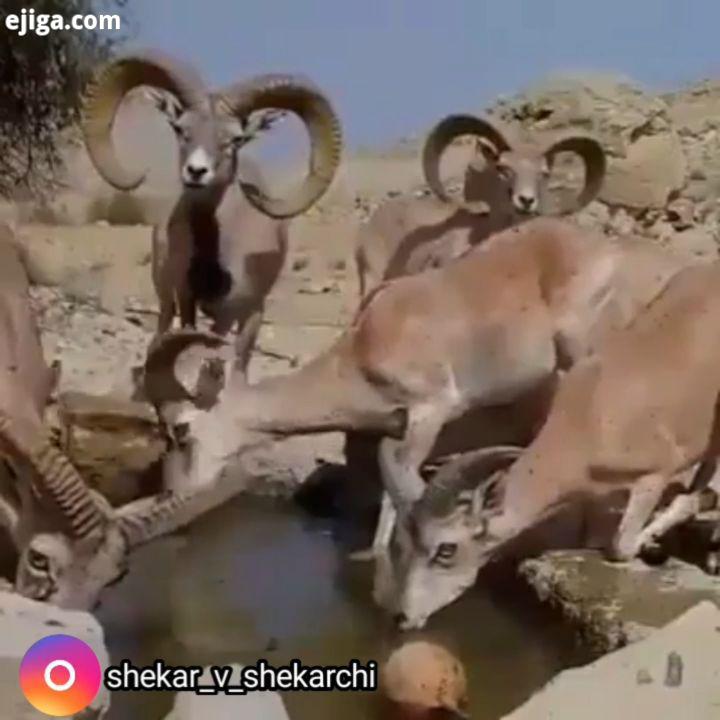 قوچ لارستان یکی از کوچکترین نادرترین گوسفندان وحشی در جهان ایران است، که فقط در جنوب ایران زیستگاه