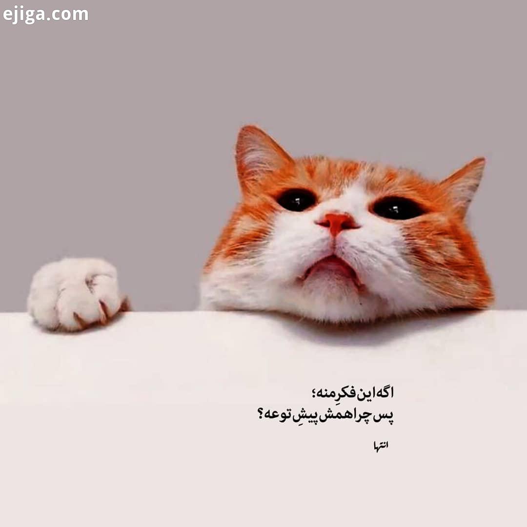 : : همه عکسها هارو میتونید شاید به