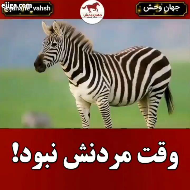 .?گور اسب یا گورخر آفریقایی جانوری از خانوادهٔ اسب بومی آفریقا است که به خاطر خطوط سیاه سفید روی بدن