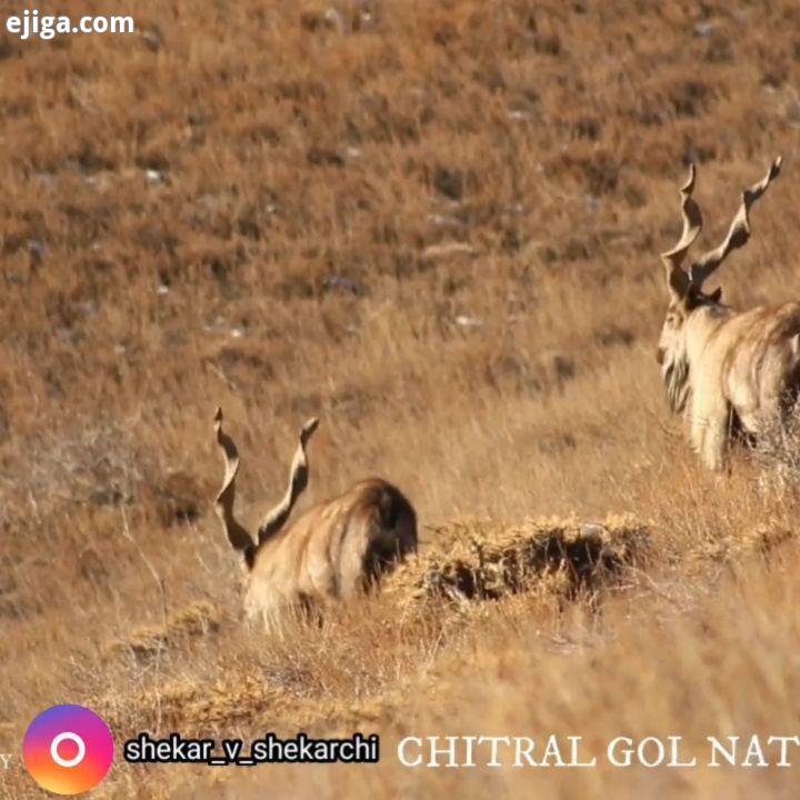 مارخور گونه های بزرگ جثهٔ بز کوهی است که در شمال شرقی افغانستان، شمال پاکستان، کشمیر، جنوب تاجیکستان