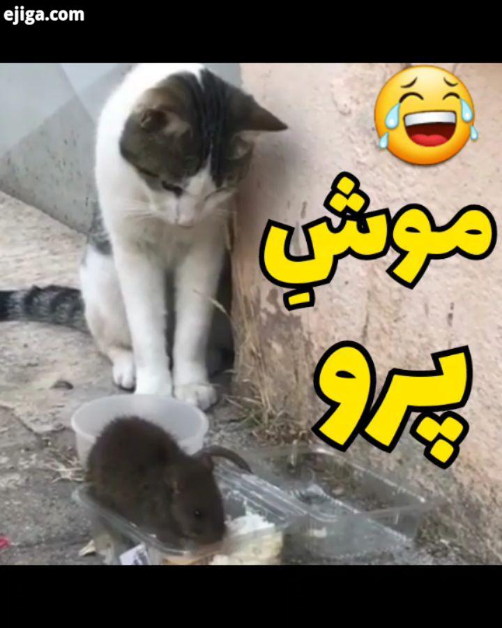 موش پرو ?? موش گربه حیوانات خنده دار