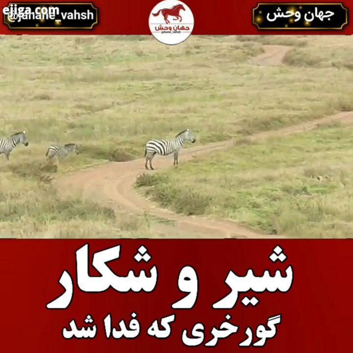 .گوشت گورخر، منبع غذایی انسانی در قاره آفریقا همچنین بصورت پراکنده در اروپا ایالات متحده آمریکا محسو